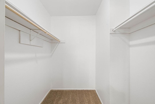 walk in closet with carpet floors