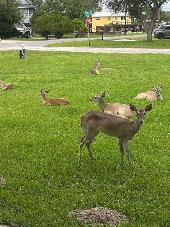 view of property's community with a yard