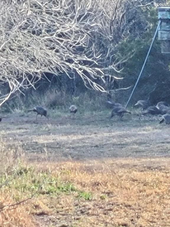 4204 County Road 308, Orange Grove, TX 78372