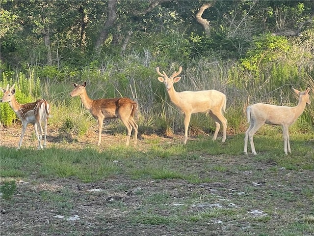 322-342 Whispering Woods Dr, Rockport, TX 78382 - view of undeveloped land