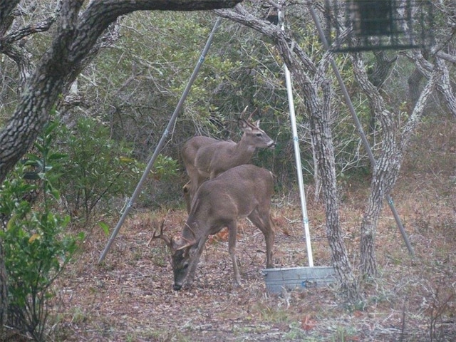 view of local wilderness