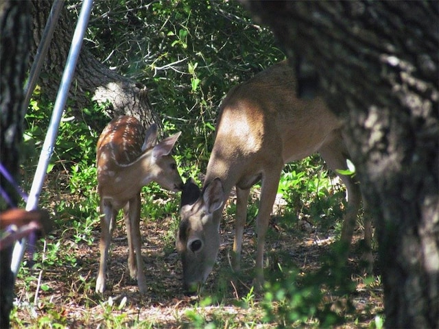 1003 W Rhodes Ave, Aransas Pass, TX 78336 - photo 27