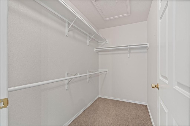 spacious closet featuring carpet flooring