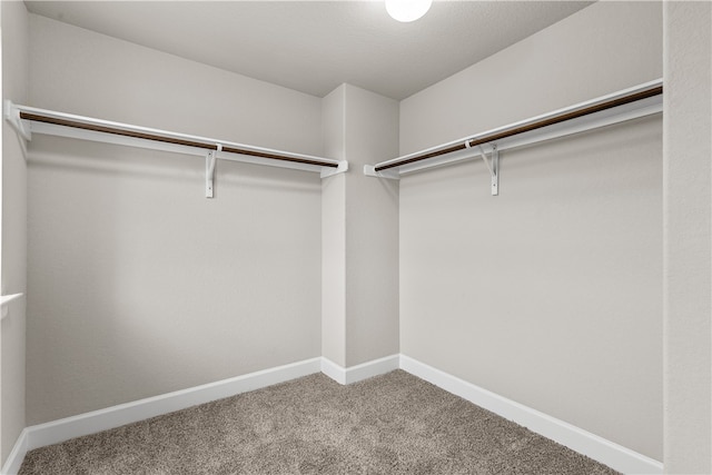 spacious closet featuring carpet floors