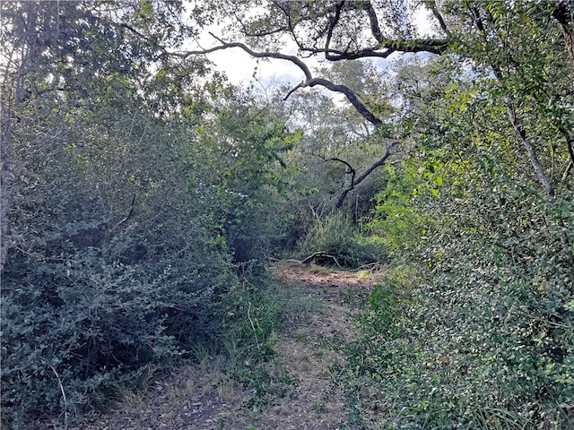 view of local wilderness