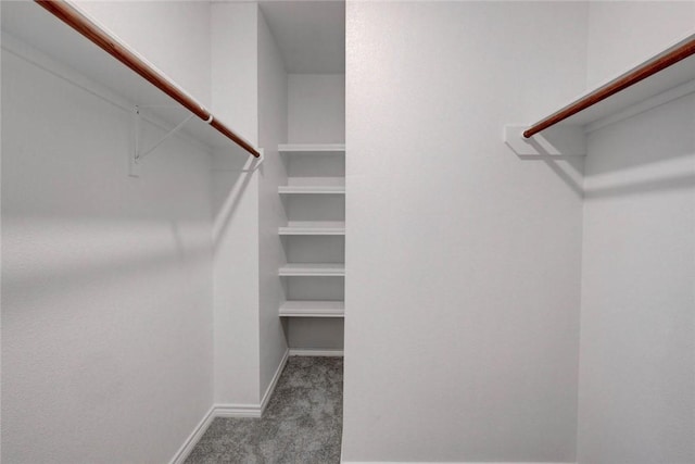 spacious closet featuring carpet floors