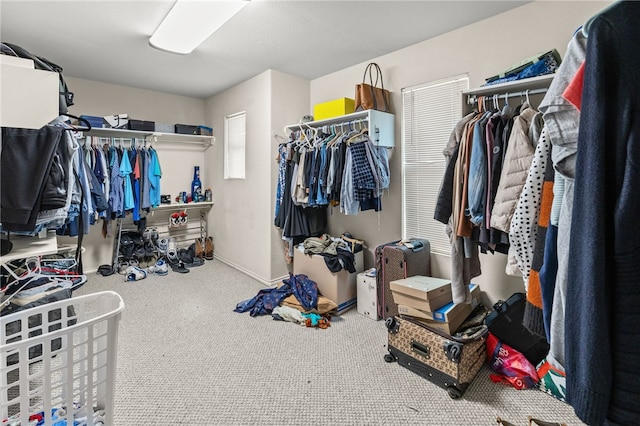 walk in closet with carpet floors