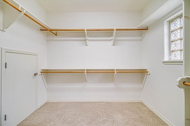 walk in closet with carpet flooring