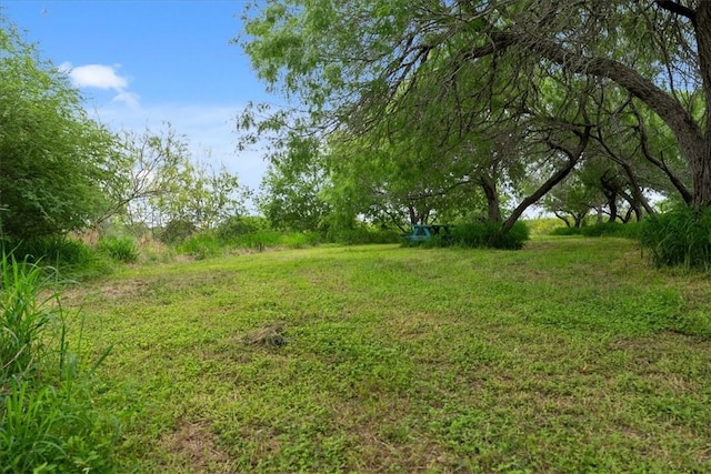 view of local wilderness