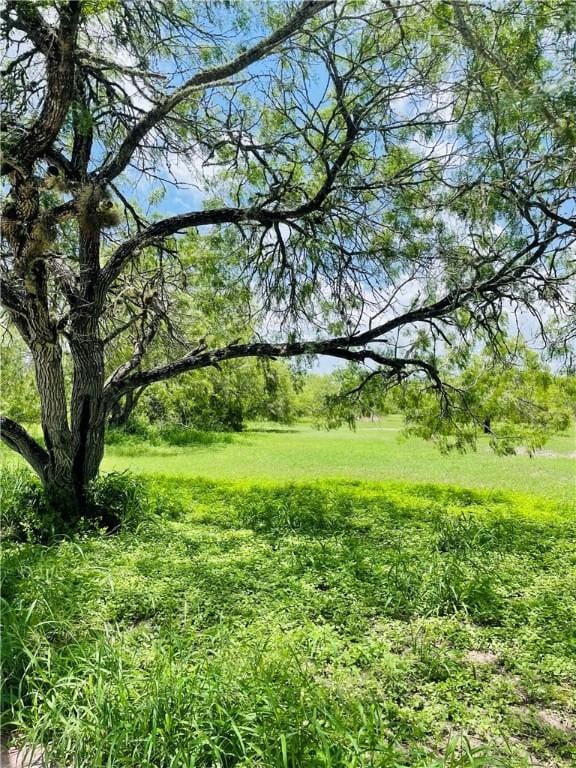 5742 Hidden Valley Loop, Sandia, TX 78383 - view of yard