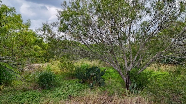 1297 County Road 336, Alice, TX 78332 - photo 32