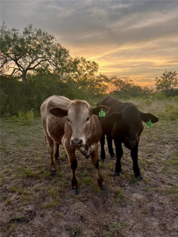 317 County Road 222, Orange Grove, TX 78372 - photo 37