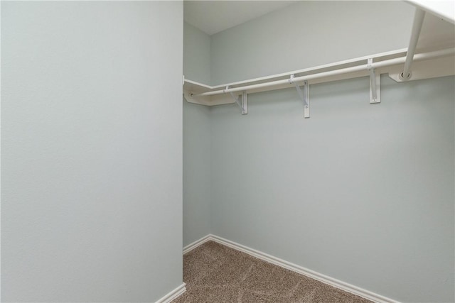 walk in closet with carpet floors