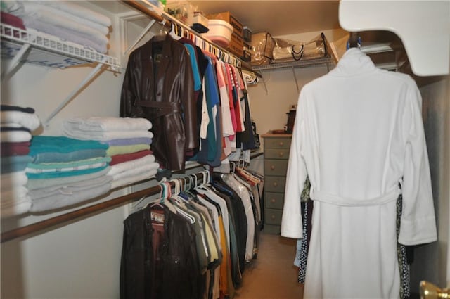 walk in closet with carpet flooring