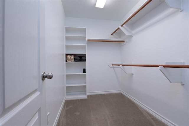 walk in closet featuring carpet flooring