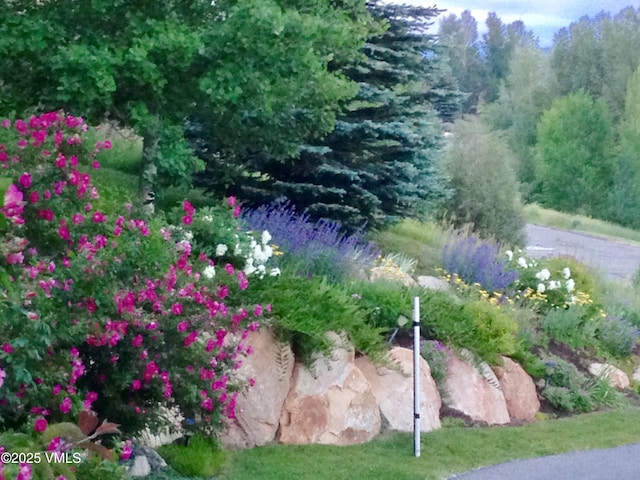 555 Charolais Cir, Edwards, CO 81632 - view of yard
