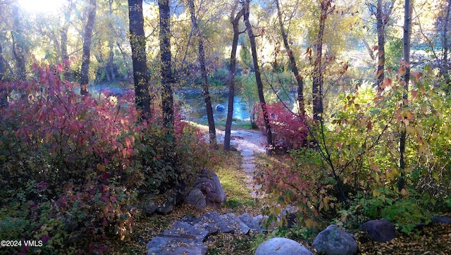 view of local wilderness featuring a view of trees