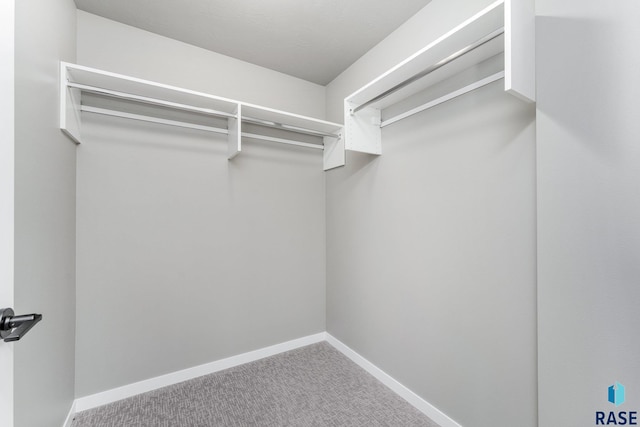 spacious closet with carpet flooring