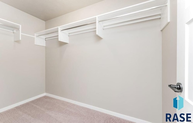 walk in closet with carpet floors