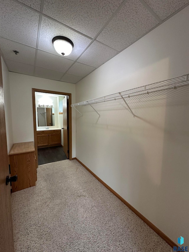 spacious closet with carpet floors and a paneled ceiling