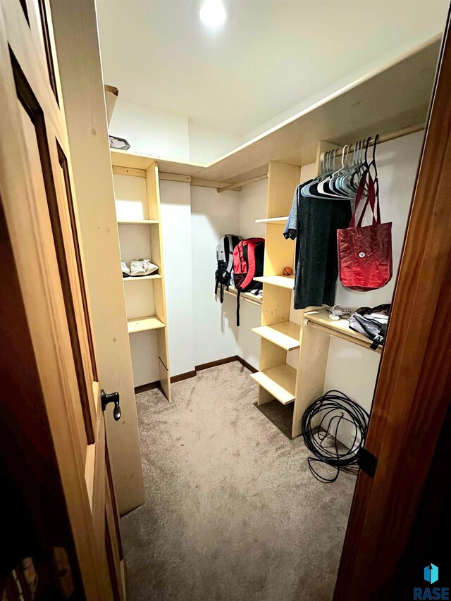 walk in closet featuring carpet floors