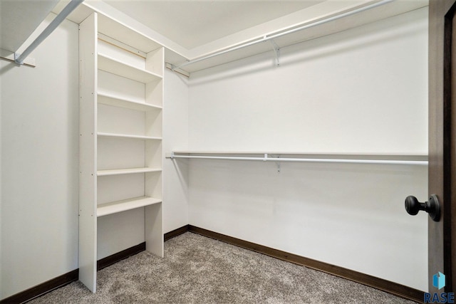 spacious closet featuring carpet