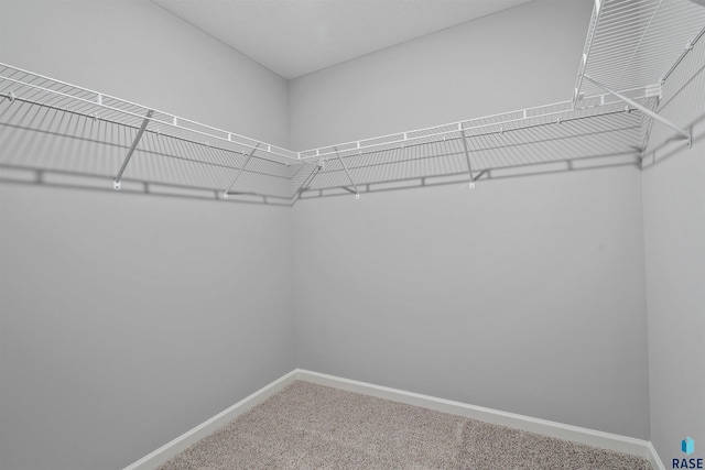 walk in closet featuring carpet floors