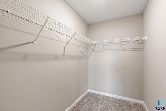 spacious closet featuring carpet flooring