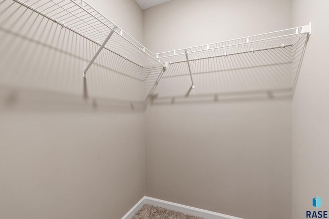 spacious closet featuring carpet floors