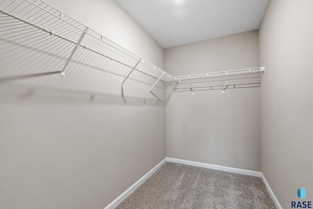 walk in closet featuring carpet floors