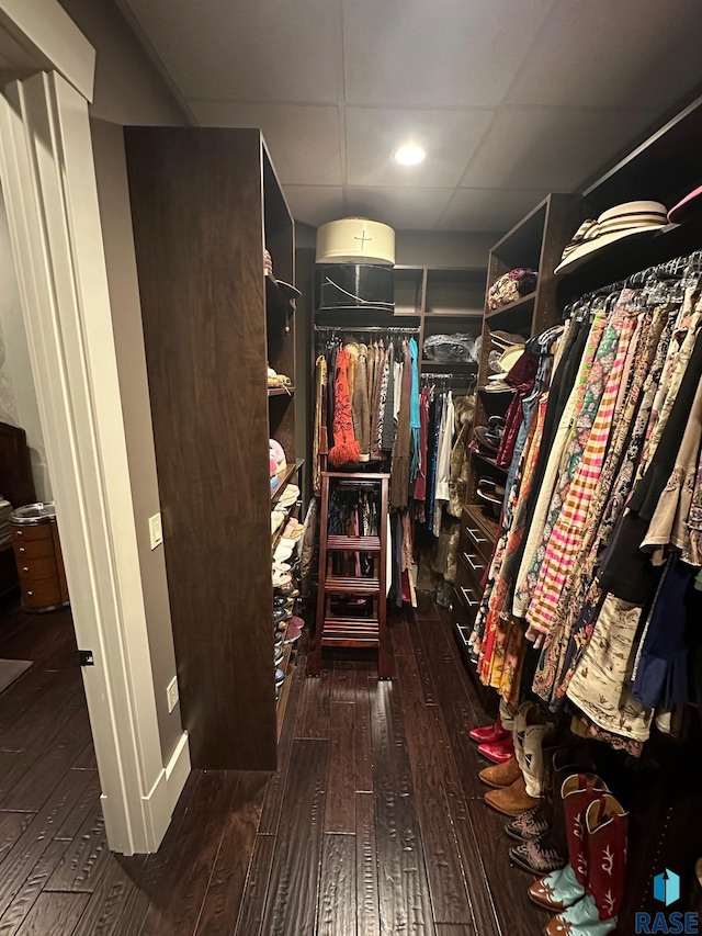 spacious closet with a paneled ceiling and dark hardwood / wood-style flooring