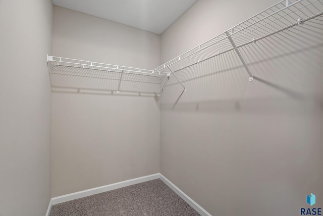 walk in closet with carpet floors