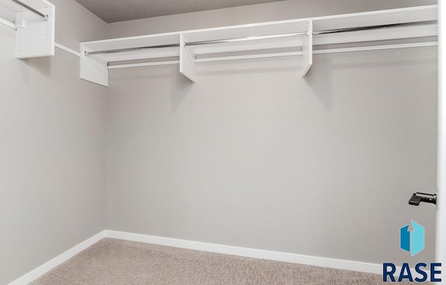 walk in closet with carpet flooring