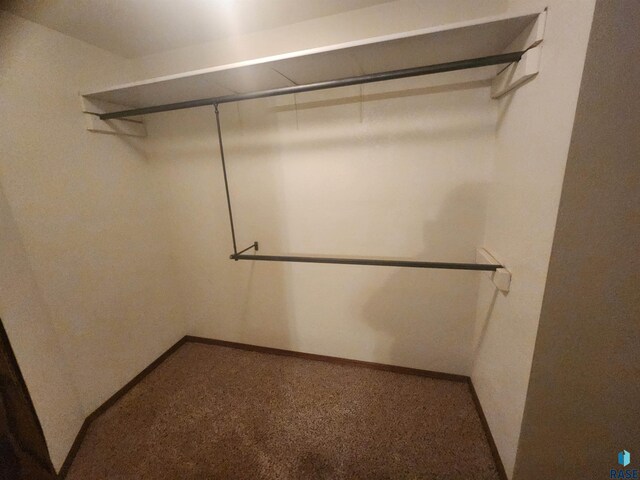 spacious closet featuring carpet flooring