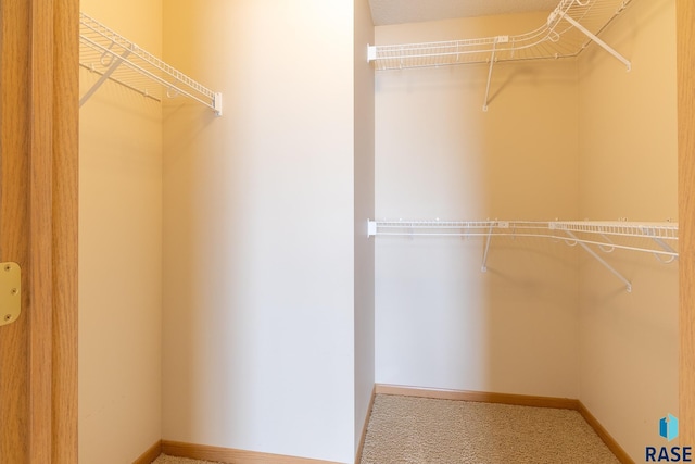 walk in closet with carpet floors