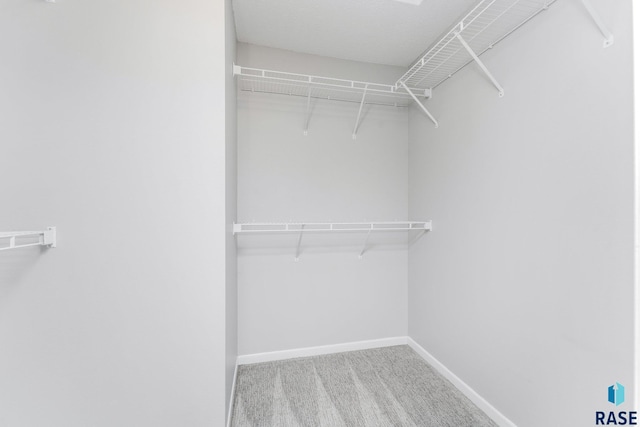 spacious closet featuring carpet floors