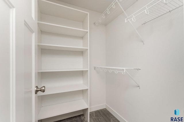 spacious closet featuring carpet flooring