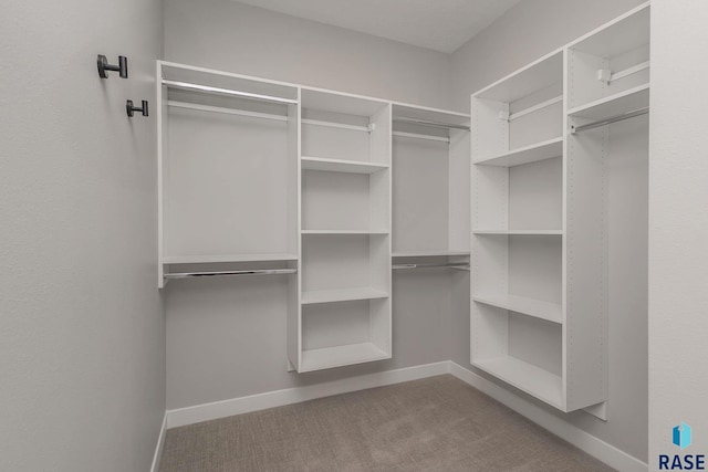 walk in closet featuring carpet flooring