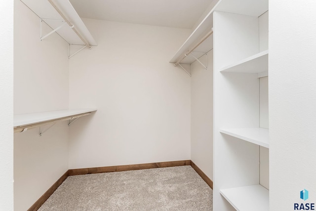 walk in closet featuring carpet floors