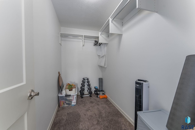 walk in closet featuring carpet flooring