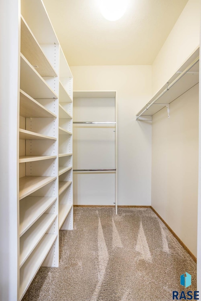 walk in closet featuring carpet flooring