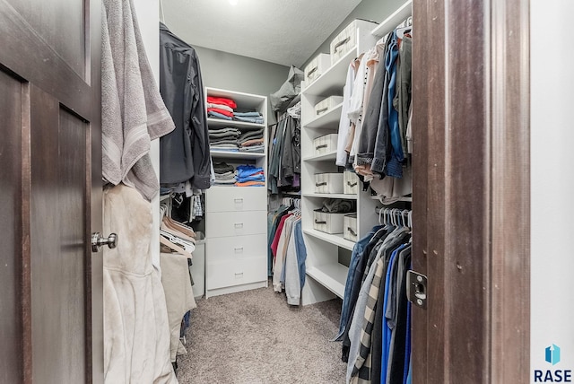 spacious closet featuring carpet flooring