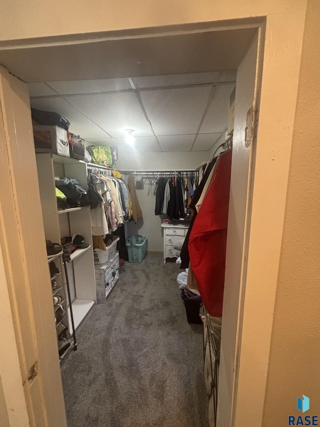 walk in closet featuring a paneled ceiling and carpet