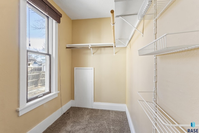 spacious closet featuring carpet