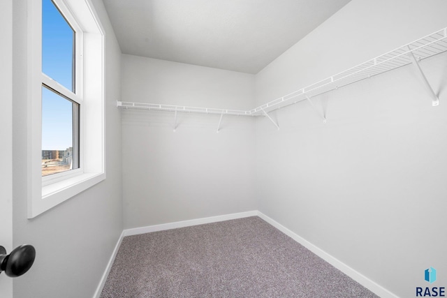 walk in closet featuring carpet