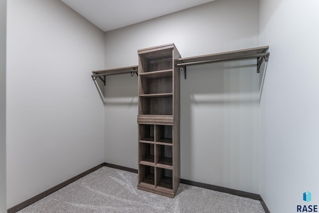 spacious closet featuring carpet flooring