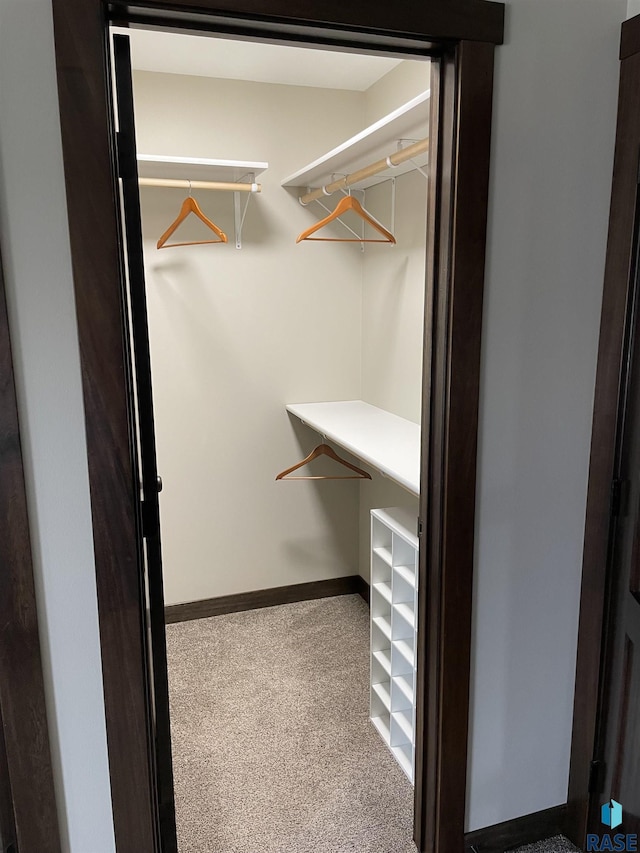 walk in closet featuring carpet floors