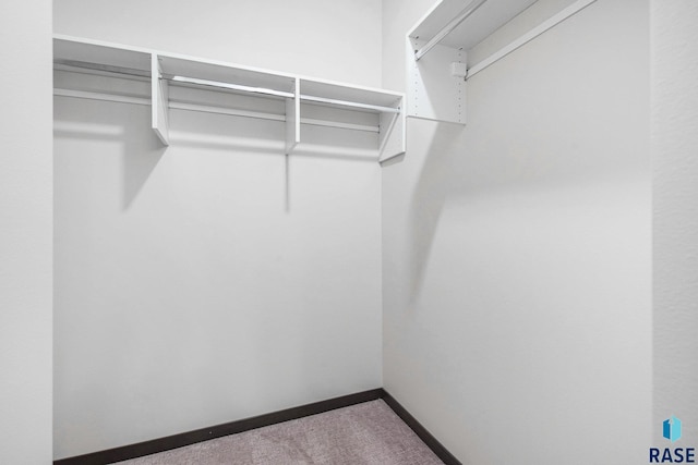 walk in closet with carpet flooring