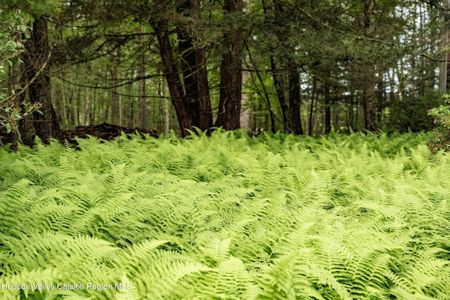 214 Wright Rd, Kerhonkson, NY 12446 - view of local wilderness