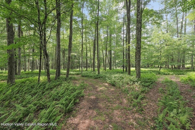 view of local wilderness